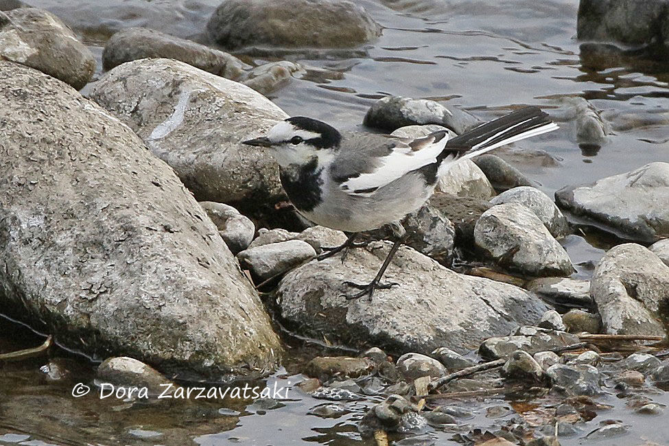 White Wagtail (lugens)