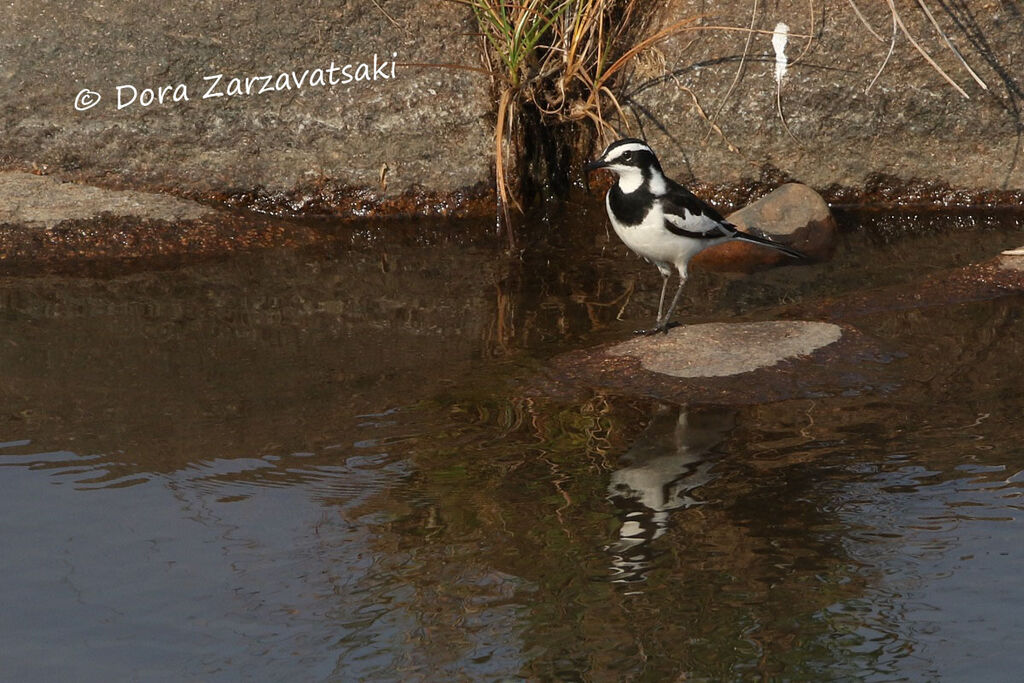 African Pied Wagtailadult