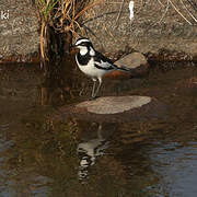 African Pied Wagtail