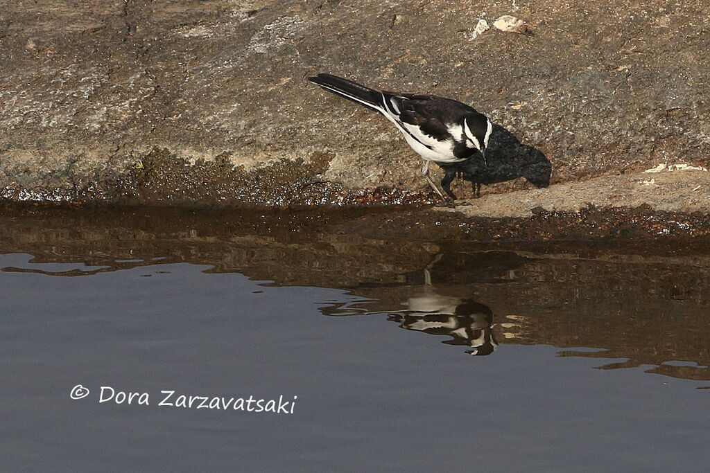 African Pied Wagtailadult