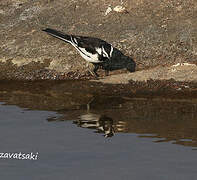 African Pied Wagtail