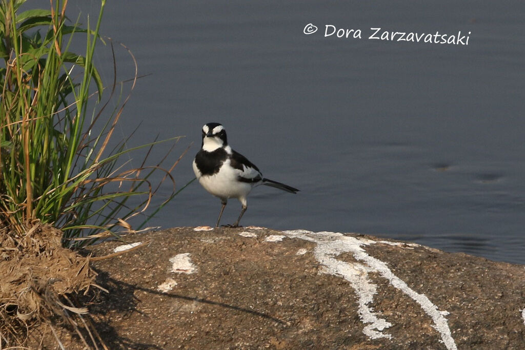 African Pied Wagtailadult