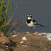 African Pied Wagtail