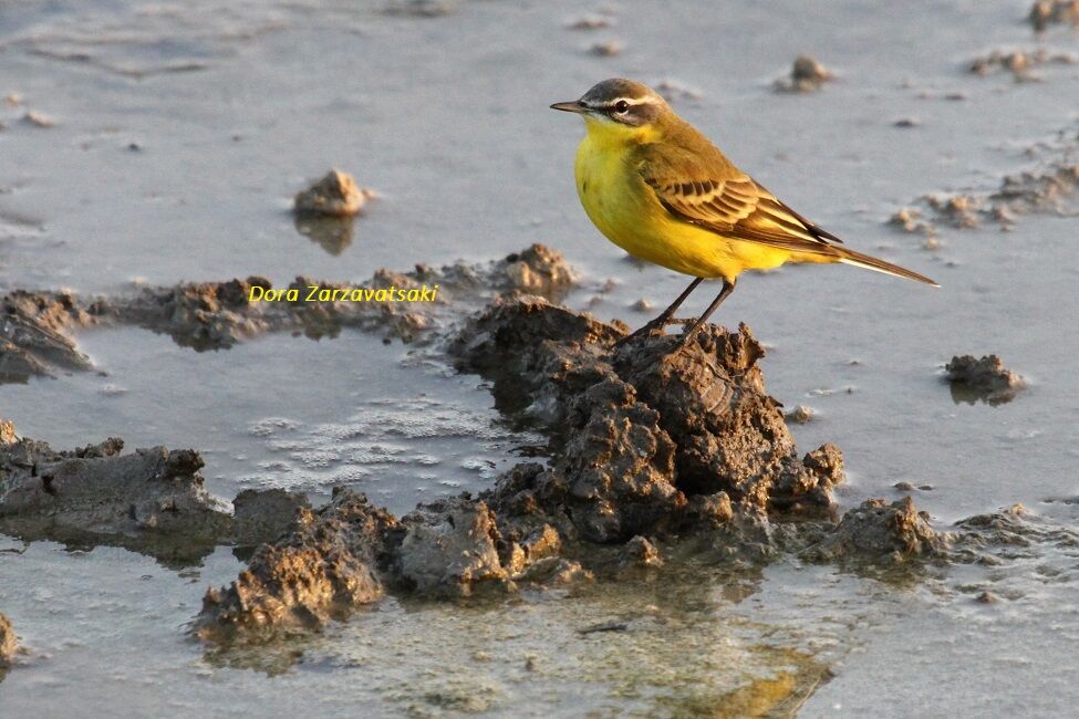 Western Yellow Wagtail