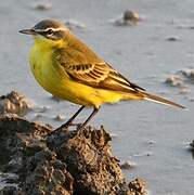 Western Yellow Wagtail