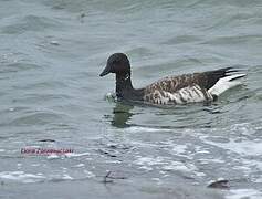 Brant Goose