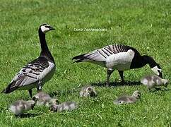 Barnacle Goose