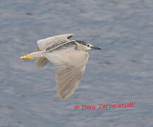 Black-crowned Night Heron