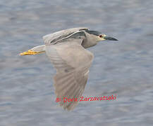 Black-crowned Night Heron