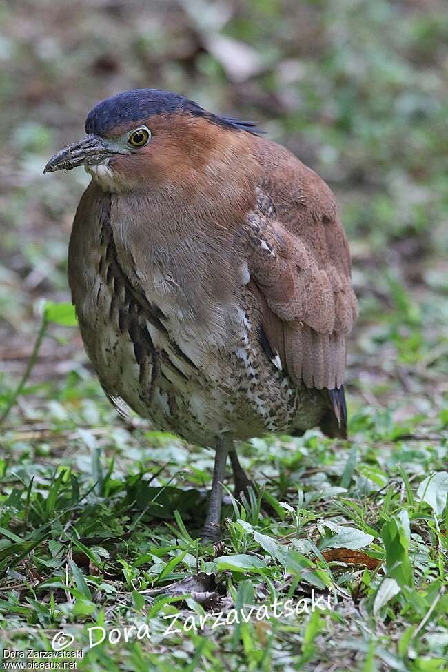 Malayan Night Heronadult, identification