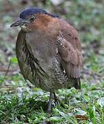 Malayan Night Heron