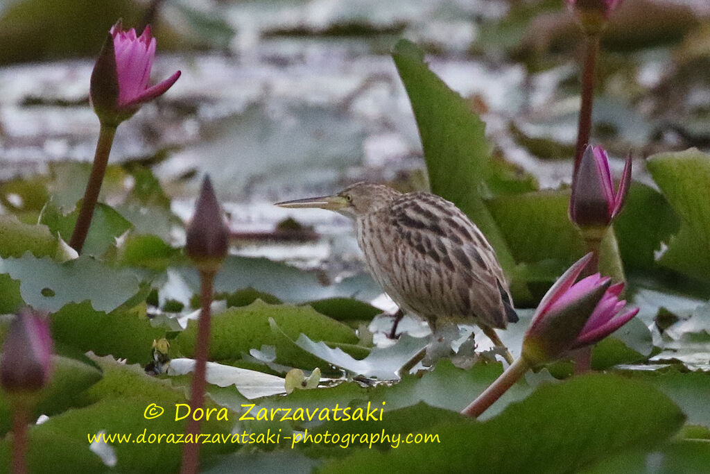 Yellow Bitternjuvenile, identification