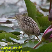 Yellow Bittern