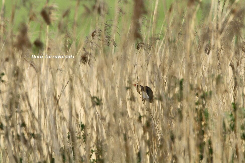 Little Bittern