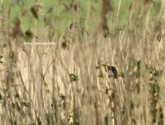 Little Bittern