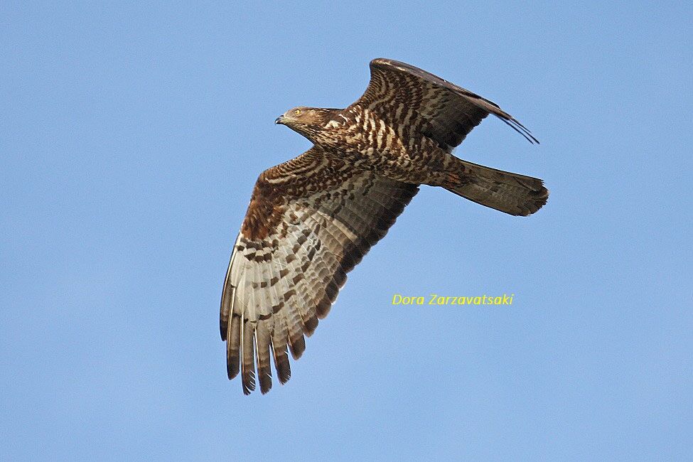 European Honey Buzzard