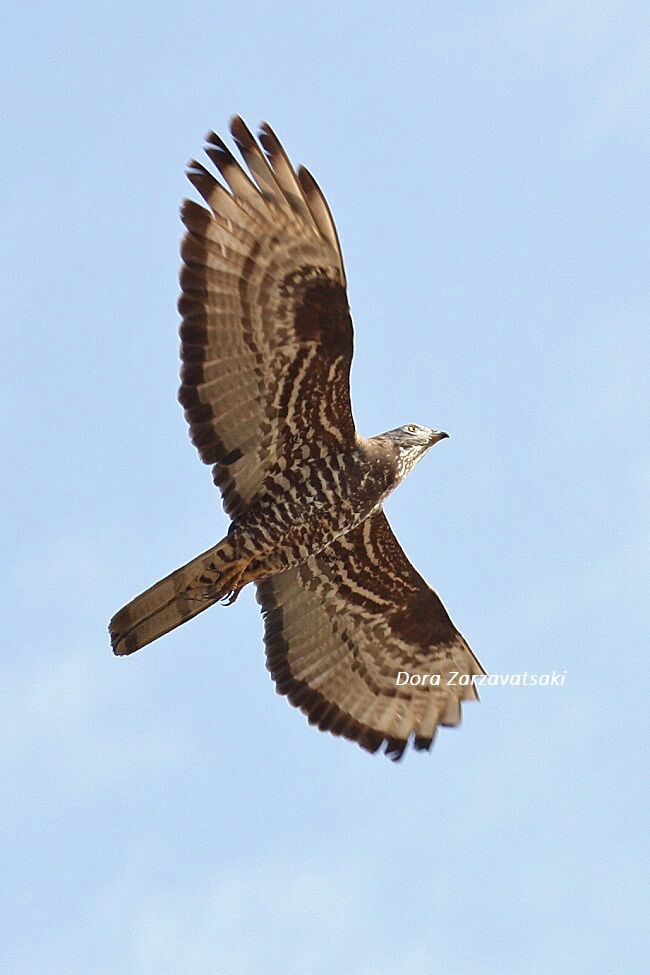 European Honey Buzzard