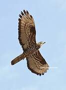 European Honey Buzzard