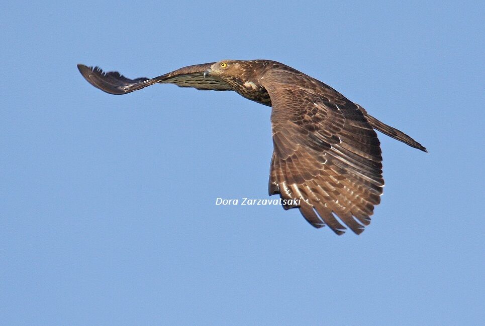 European Honey Buzzard