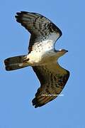 European Honey Buzzard