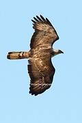 European Honey Buzzard