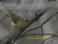 Japanese Bush Warbler