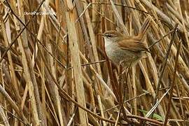 Bouscarle de Cetti