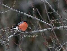 Eurasian Bullfinch