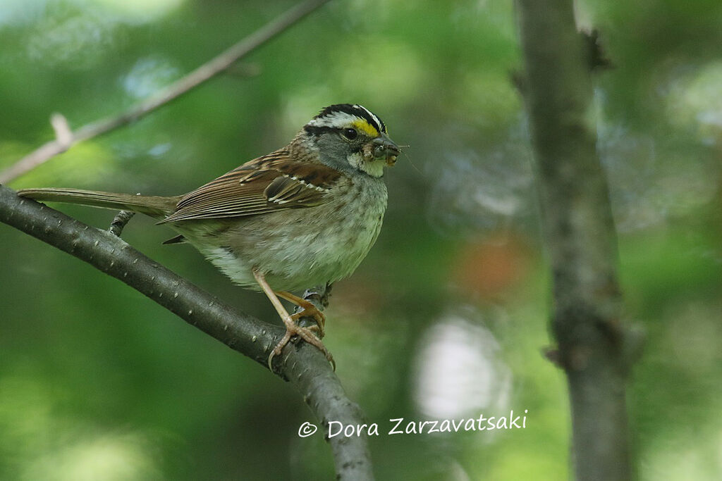 White-throated Sparrowadult, feeding habits