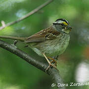 White-throated Sparrow