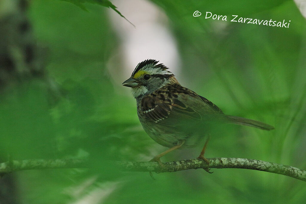 White-throated Sparrowimmature