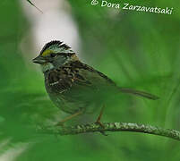 White-throated Sparrow