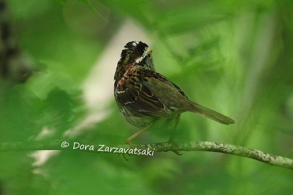 White-throated Sparrowimmature