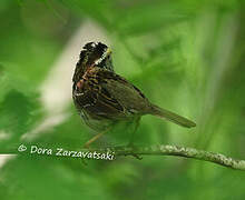 White-throated Sparrow