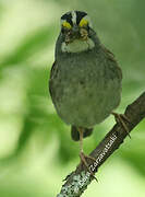 White-throated Sparrow