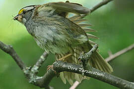 White-throated Sparrow