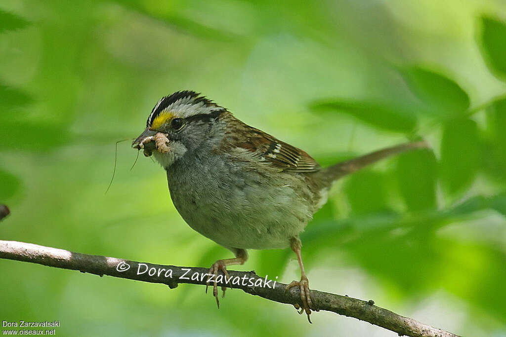 White-throated Sparrowadult, feeding habits, Reproduction-nesting