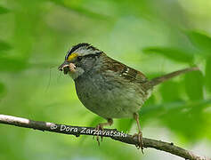 White-throated Sparrow