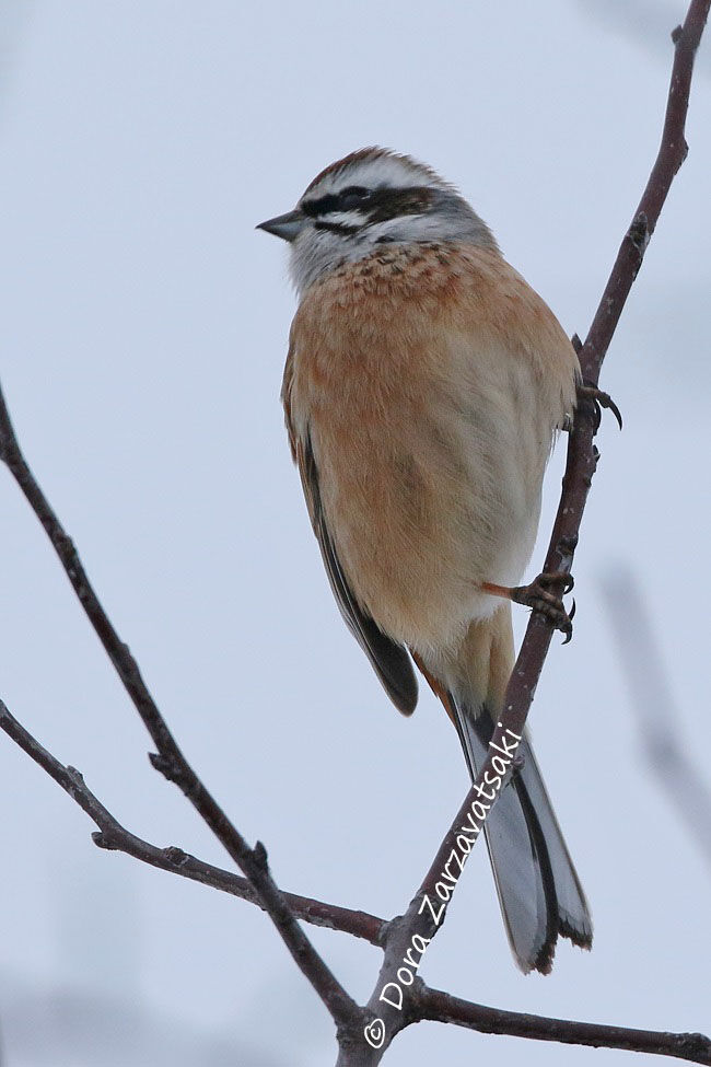 Meadow Bunting