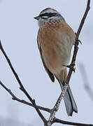 Meadow Bunting