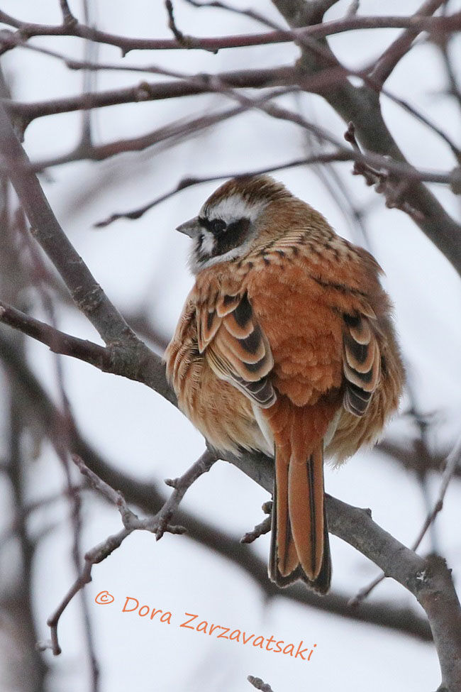 Meadow Bunting