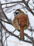 Meadow Bunting