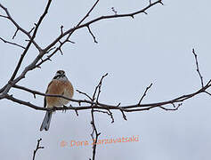 Meadow Bunting