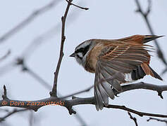 Meadow Bunting