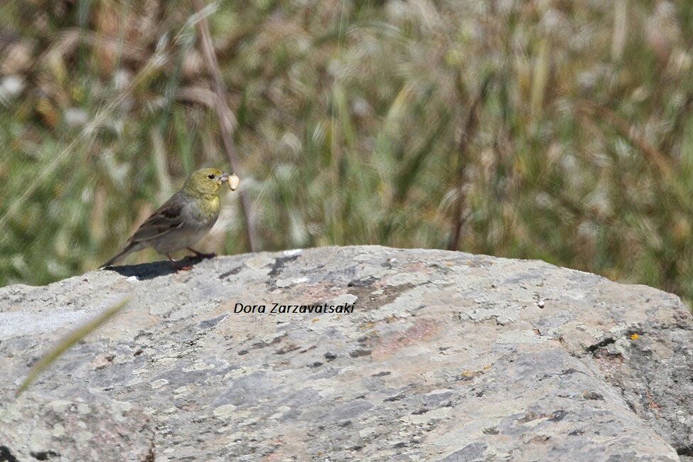 Cinereous Bunting