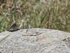 Cinereous Bunting