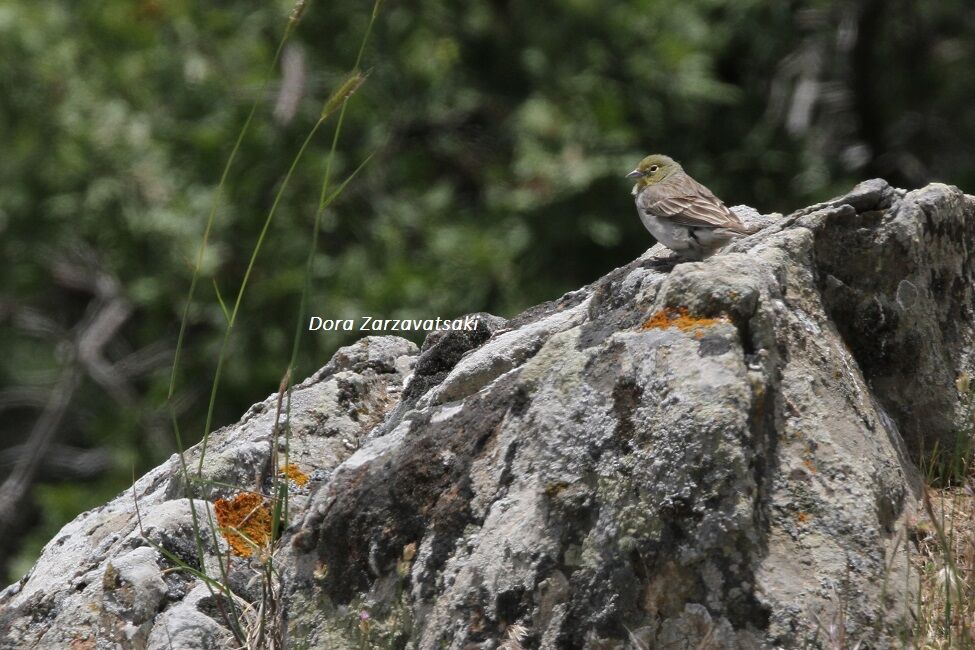 Cinereous Bunting