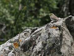 Cinereous Bunting