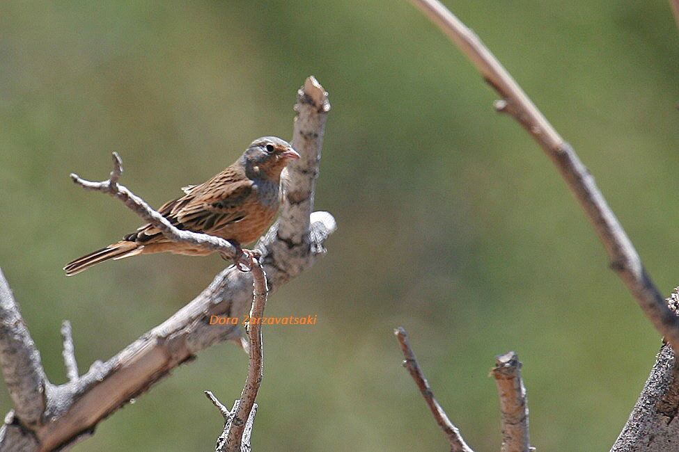 Cretzschmar's Bunting