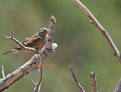 Cretzschmar's Bunting